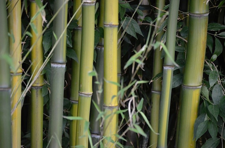 bamboo