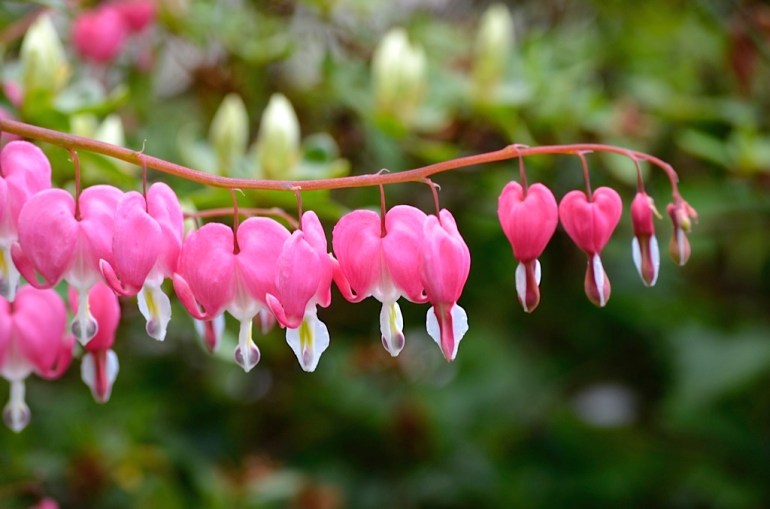 bleeding-heart-1