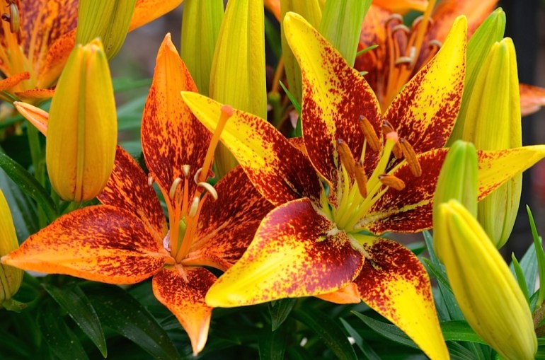 lilies